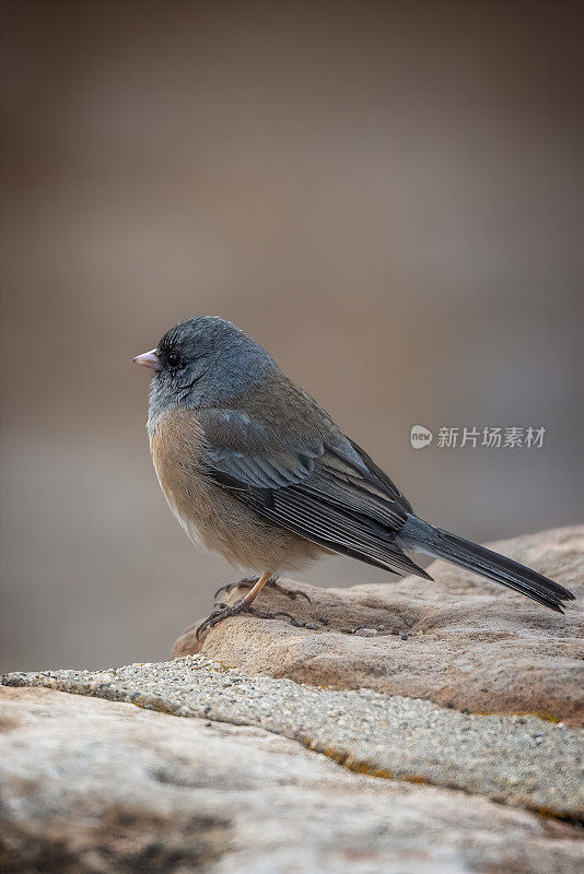 黑眼Junco (Junco hyemalis)